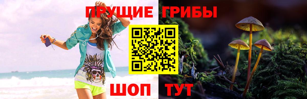 Видное  Псилоцибиновые грибы прущие грибы  Вход с VPN  Галлюциногенные грибы MAGIC MUSHROOMS 